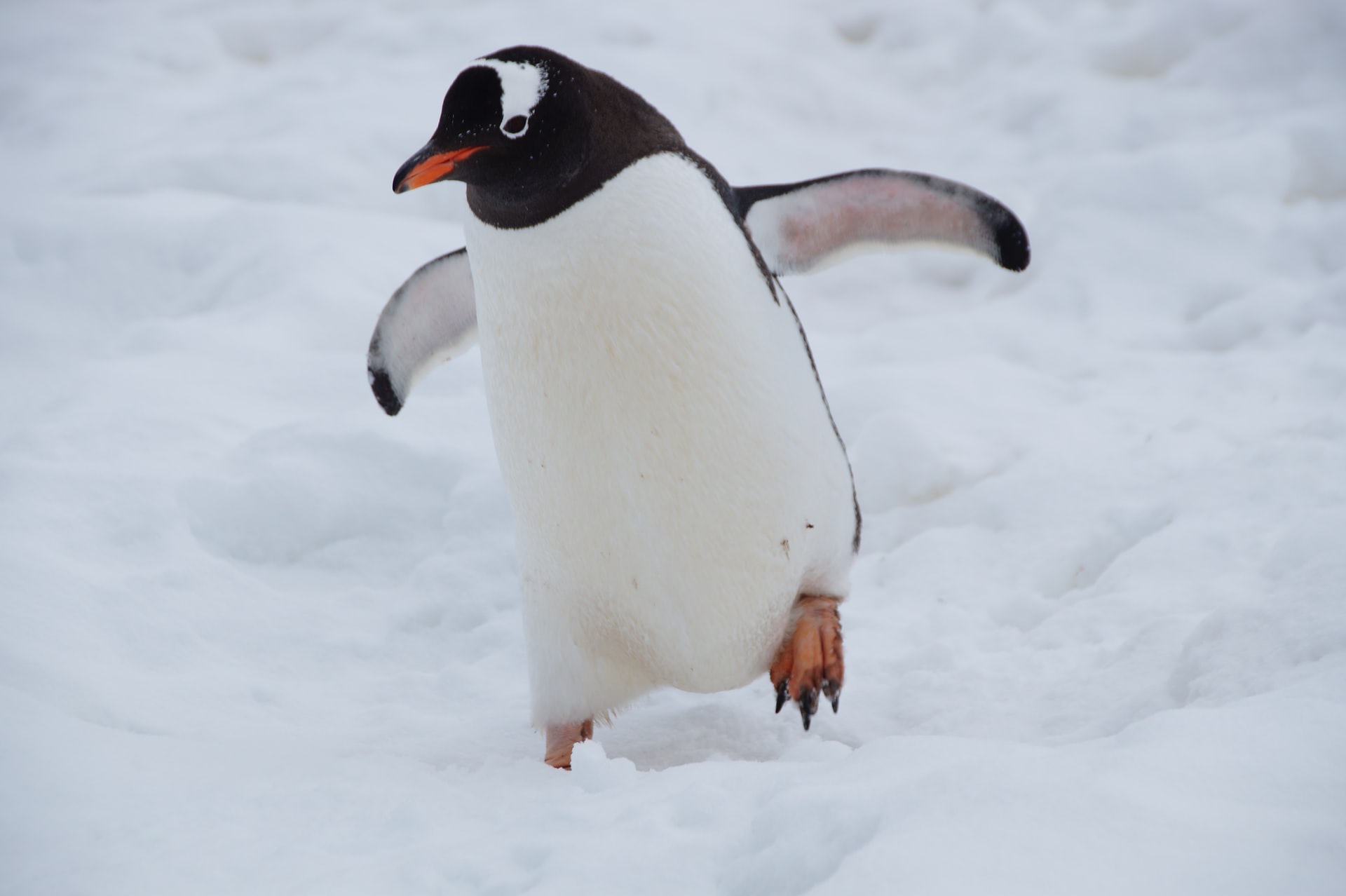 Pinguim gamer: Linux chega a 1% da base da Steam em pesquisa da Valve