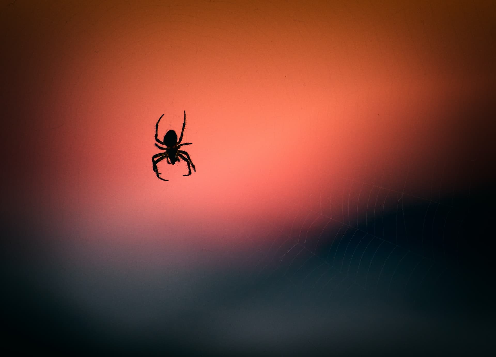 Você sabia que aranhas no seu celular podem ajudar a vencer fobias?