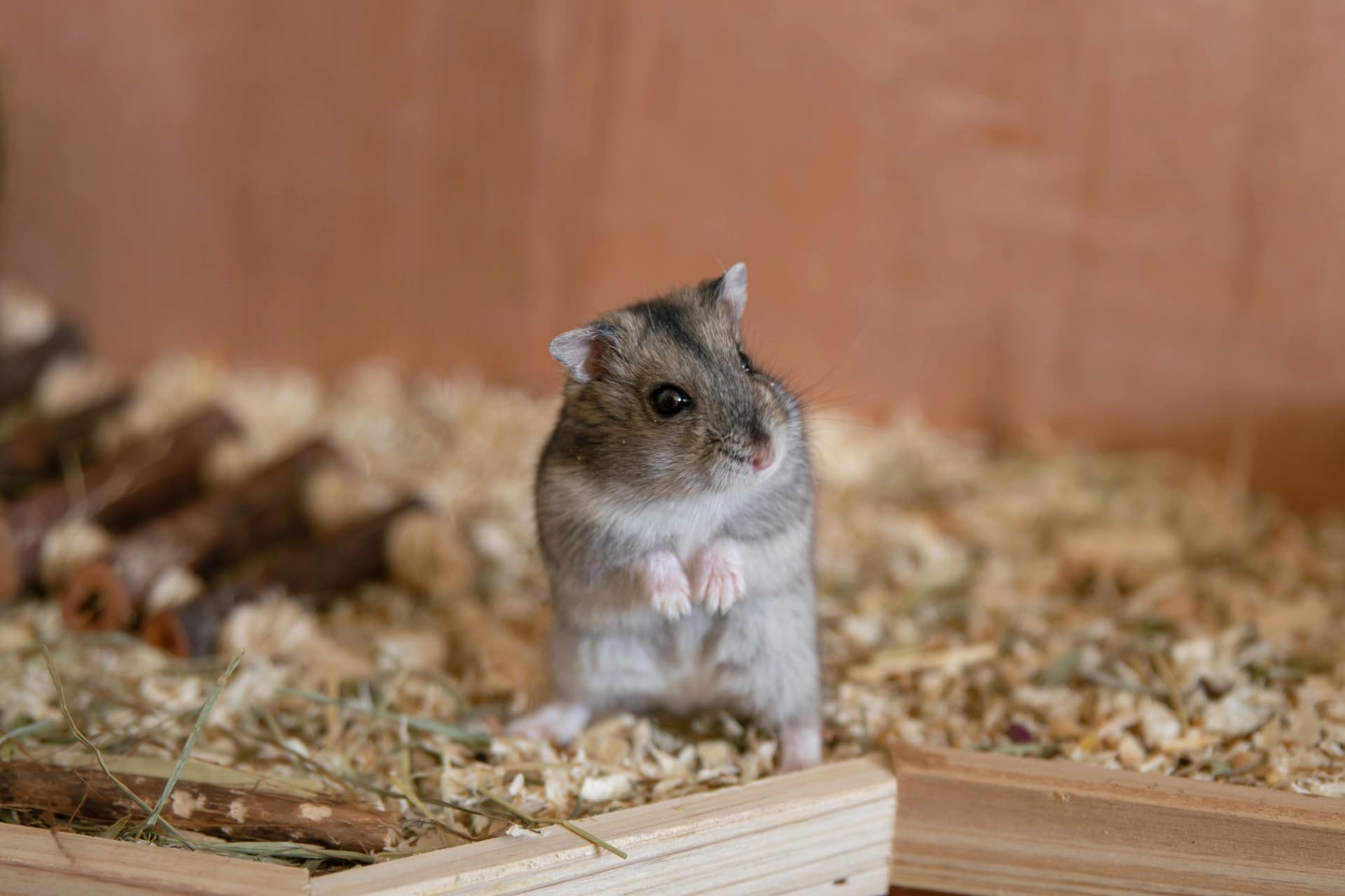 Conheça o hamster que investe (e tem lucro!) com criptomoedas
