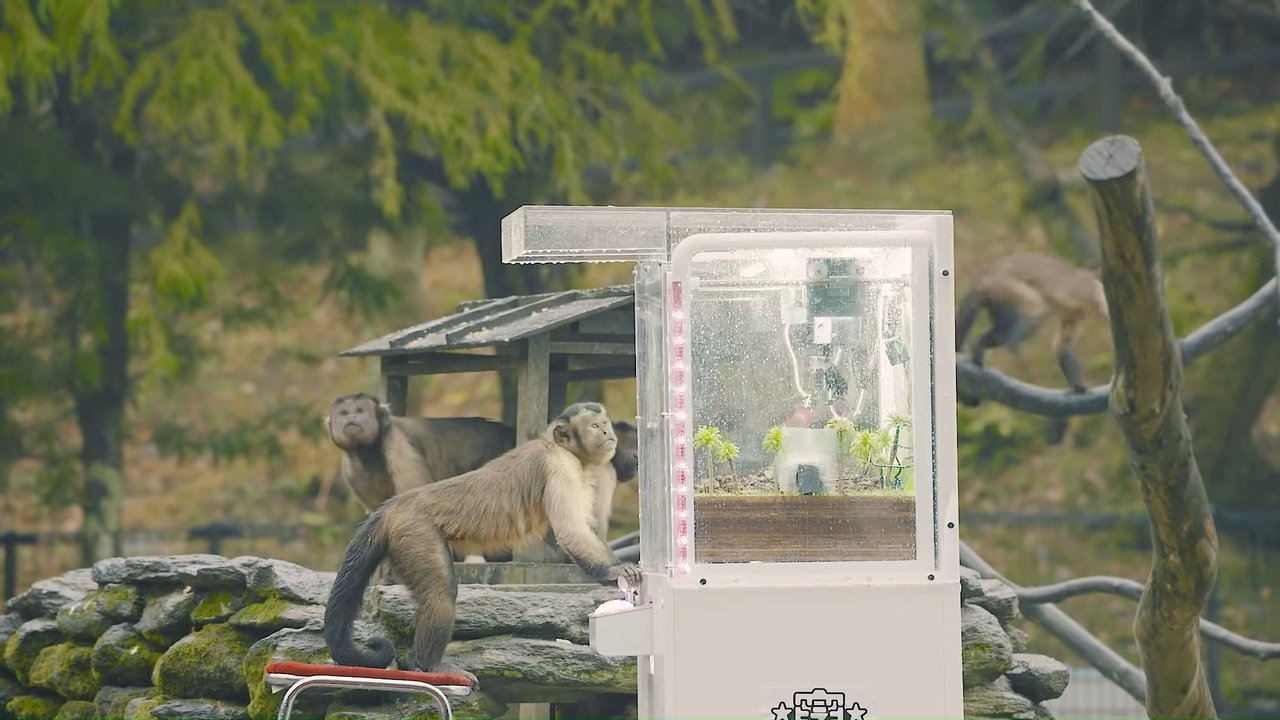 Macacos brincando em máquina