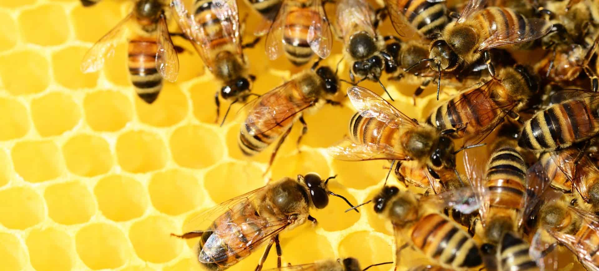 Na imagem, abelhas colocando mel nas colméias; produto pode ser usado para fazer neurochips