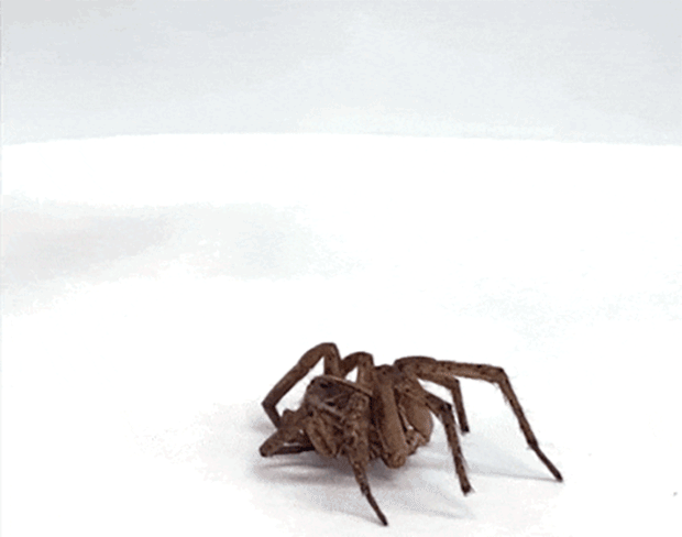 Necrobótica: cientistas usam aranhas mortas como garras de robô