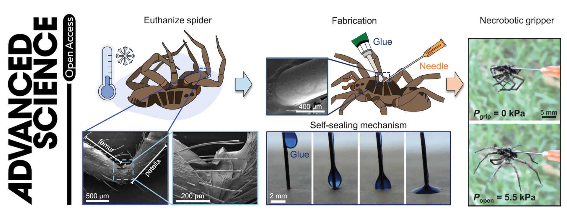 Necrobótica: cientistas usam aranhas mortas como garras de robô
