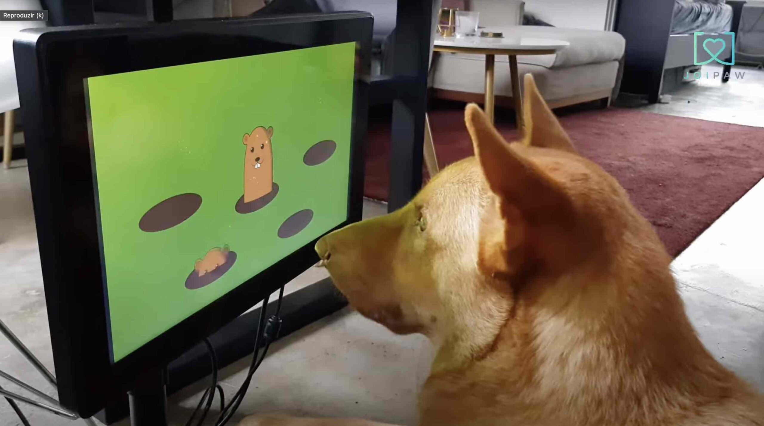 Joipaw, videogame para cachorros