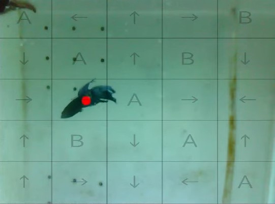 Sistema de controle via peixes durante jogatina de Pokémon Scarlet e Violet