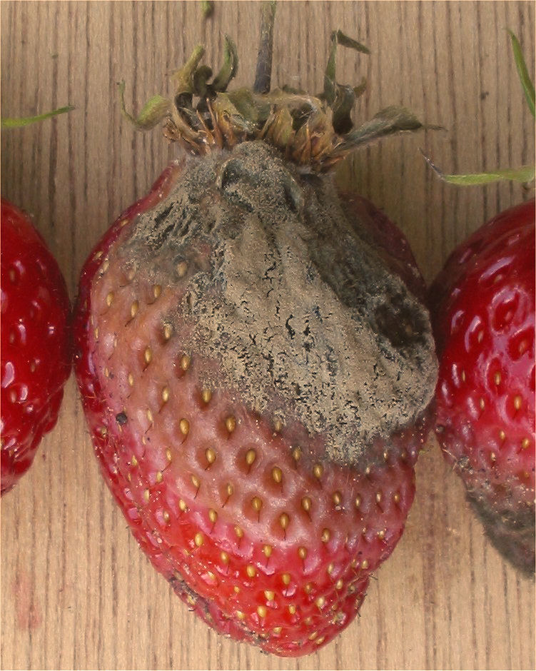 Imagem mostra um morango afetado pelo mal conhecido como "podridão cinza". Fungo causador pode ser tratado por mecanismo nomeado a partir do ator Keanu Reeves