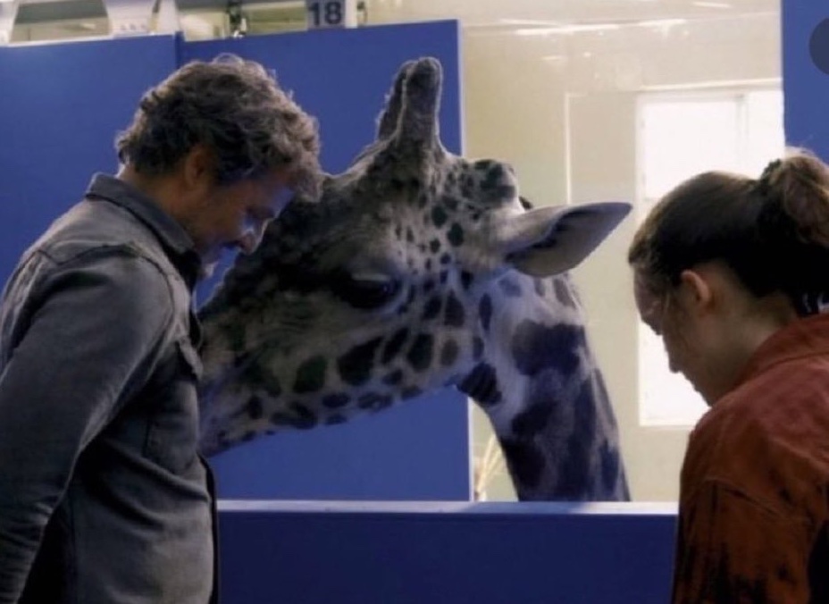 Pedro Pascal e Bella Ramsey com a girafa Nabo