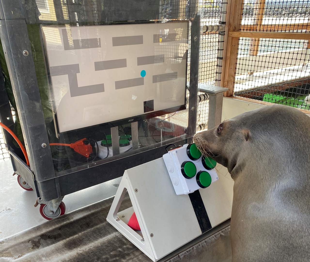 Leão-marinho jogando videogame