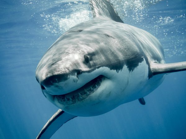 Imagem mostra um tubarão branco, um dos tubarões mais conhecidos da atualidade