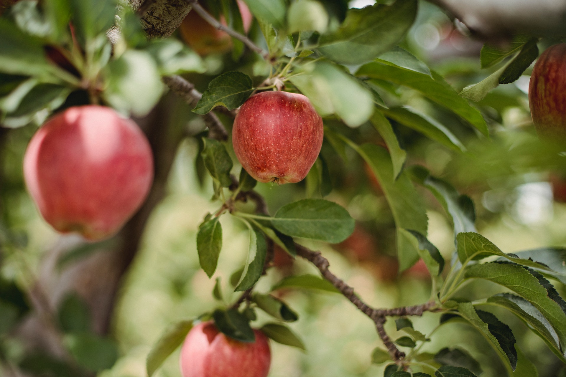 Apple quer registrar imagens de maçãs